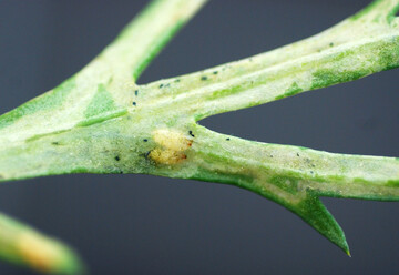 Minierfliegen an 
<i>Argyranthemum</i>