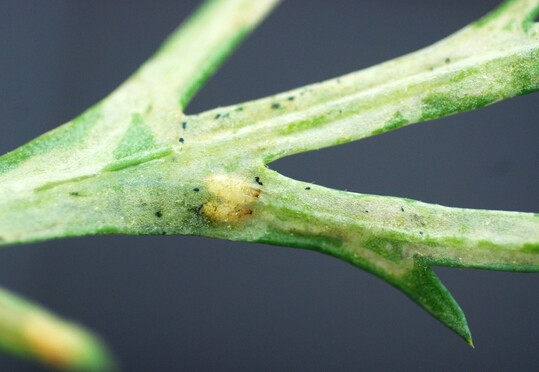 Minierfliegen an 
<i>Argyranthemum</i>