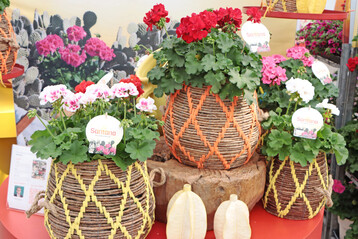 In diesem Jahr wird sich Dmmen Orange bei den FlowerTrials aus den Standort in den Niederlanden konzentrieren.