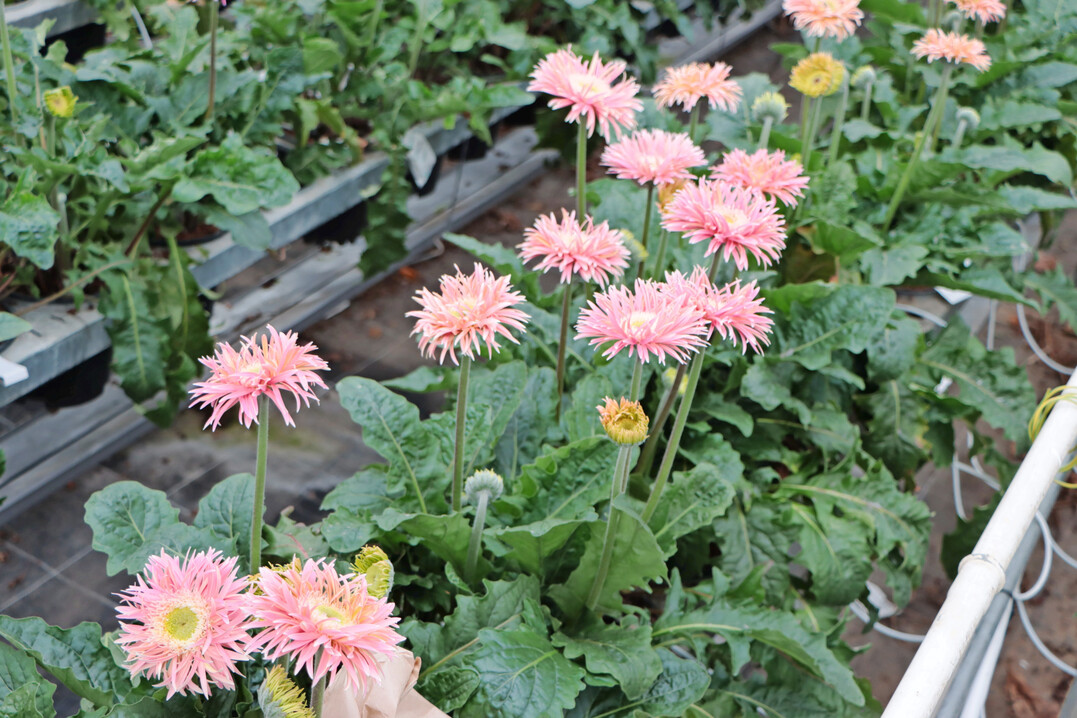 Spinnenbltige Gerbera sind derzeit besonders beliebt.
