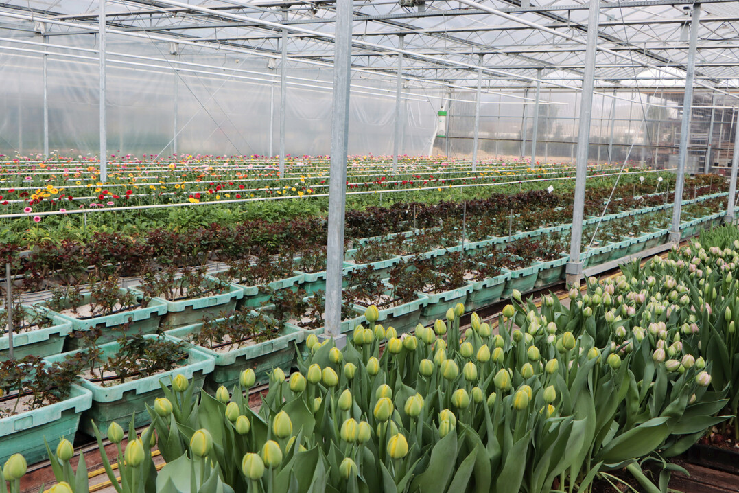 Tulpen, Rosen im Wartestand und Tulpen: Produktionsvielfalt Ende Februar in der auf den Wochenmarkt spezialisierten Grtnerei.