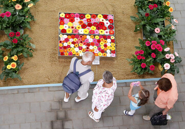 Orchideen, Gerbera, Sukkulenten, Kakteen und Carnivoren gaben sich zur 13. Hallenschau auf der igs hamburg 2013 ein Stelldichein.