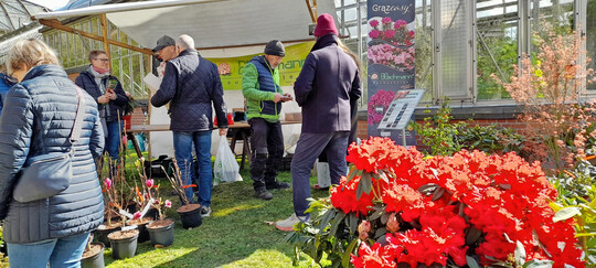 Die rote Alpenrose ‘Taurus’ weckt die Aufmerksamkeit der Besucher bei der Baumschule Hachmann.