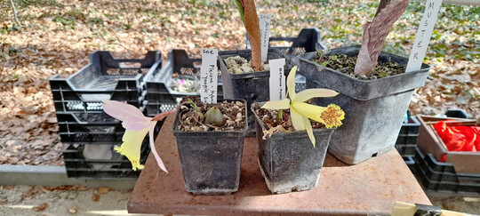 Eine gelbe 
<i>Pleione </i>
prsentiert der Betrieb Gartenbau Hrtl aus Niedenstein.