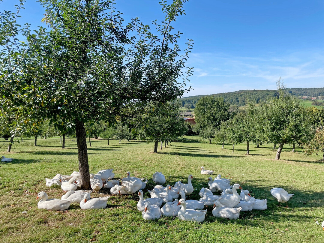 Agroforstwirtschaft kann sehr vielfltig sein: Hier spendet ein Baum auf einer Streuobstwiese Schatten fr Gnse.
