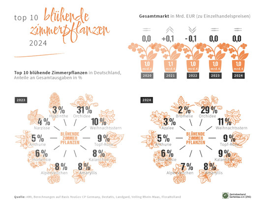 TOP 10  blhende Zimmerpflanzen 2024