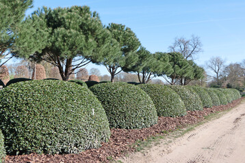 Groe Taxus-Kugeln und einige Jahre alte Kiefern gehren zu den Spezialitten von Mentens.