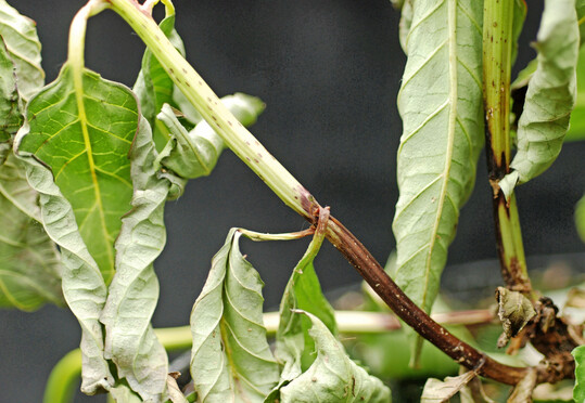 Bei warmfeuchtem Klima kann es zur 
<i>Phytophthora</i>
-Fule kommen.
