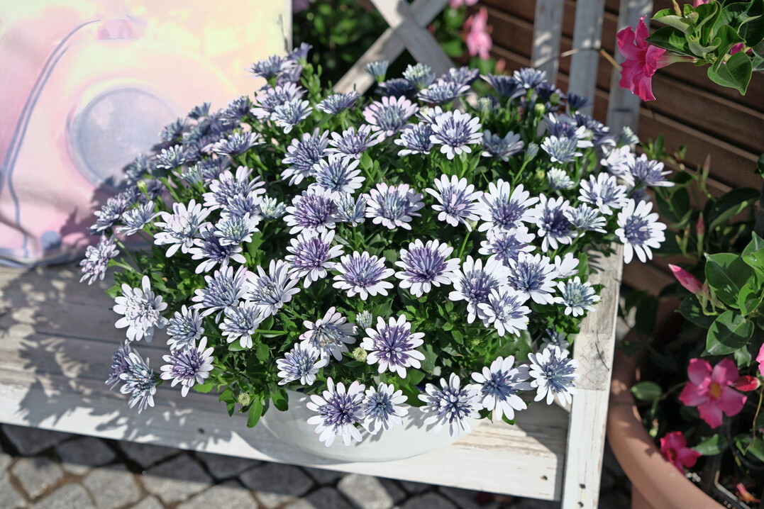 Topsorte und ein DIAMOND im Sortiment von Selecta one ist 3D Steel Blue, die mit ihrer einzigartigen blauen Farbe besticht, die bei starkem Licht und im Sommer im Freien noch intensiver wird.