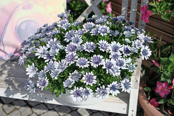 Topsorte und ein DIAMOND im Sortiment von Selecta one ist 3D Steel Blue, die mit ihrer einzigartigen blauen Farbe besticht, die bei starkem Licht und im Sommer im Freien noch intensiver wird.