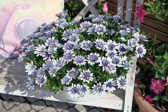 Topsorte und ein DIAMOND im Sortiment von Selecta one ist 3D Steel Blue, die mit ihrer einzigartigen blauen Farbe besticht, die bei starkem Licht und im Sommer im Freien noch intensiver wird.