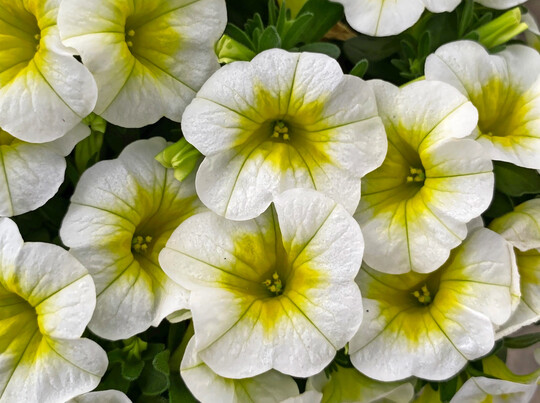 Besondere Calibrachoa STAND OUTS sind die „Fresh & Fruity“-Sorten, die aus der „Neo“-Serie herausgelöst wurden, um ihnen die Eigenständigkeit zu gewähren, die sie verdienen. Die zweifarbigen Sorten mit großem Auge decken die ganze Sommerfarbenpalette ab und auch die Sortennamen machen Lust auf Sommer:
<b>‘Summer Fresh’ (Bild)</b>
, ‘Panna Cotta’, ‘Lavandula Cheesecake’, ‘Smoothie’, ‘Frozen Berry’ und ‘Mango Lassi’.