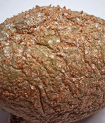 Deckelschildläuse nach Einsatz von Nützlingskäfern.