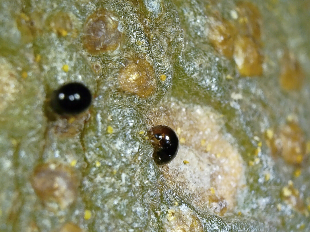 <i>Cybocephalus sp.</i>
 (adult)