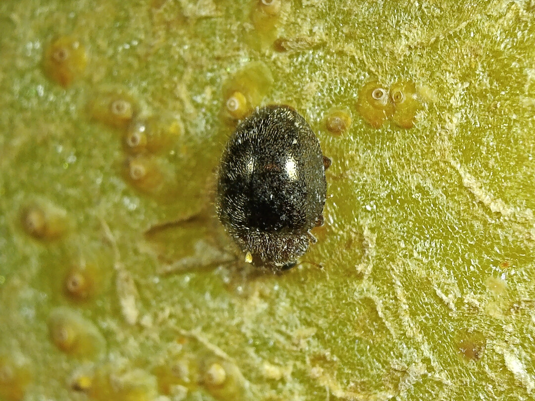 <i>Rhyzobius lophantae</i>
 (adult)