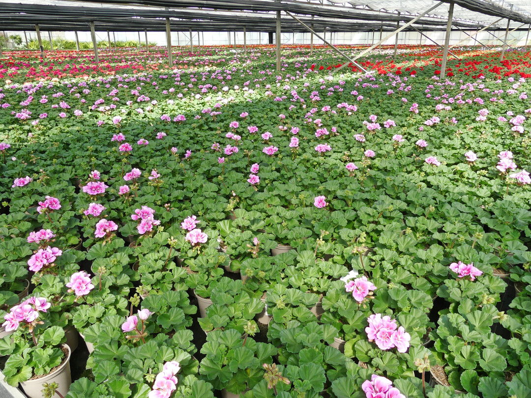 Das neue Projekt TerZ 100 soll den Weg zur komplett torffreien Produktion weiter ebnen.