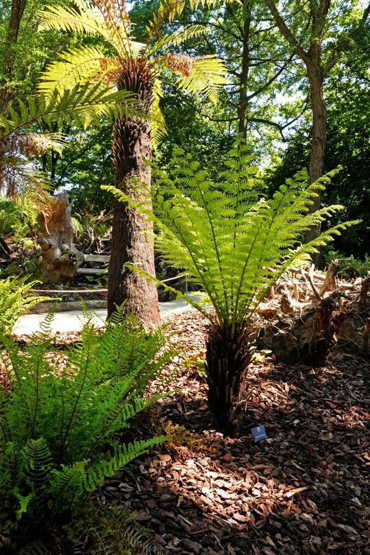 Das Farntal: ein neuer Themengarten in den Schlossgärten Arcen, zugleich ein Stumpery-Garden mit Totholzstrukturen