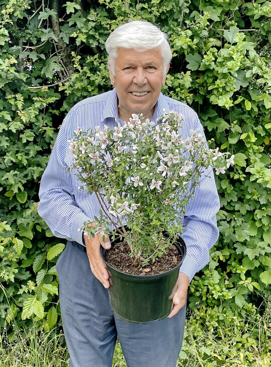 Alan Postill ist Zchter dieses bemerkenswerten 
<i>Philadelphus</i>
.