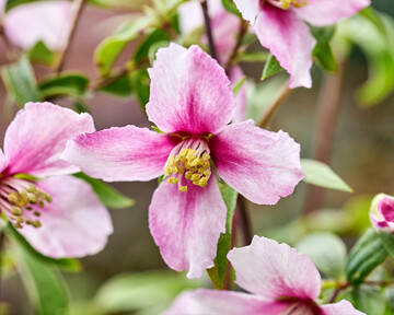 Philadelphus Petite Perfume Pink