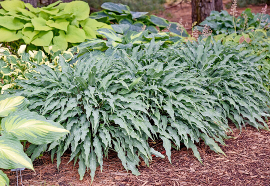 <i>Hosta </i>
"Silly String bietet feines, gewelltes, schmales Laub und blaue Frhlingsfarben.