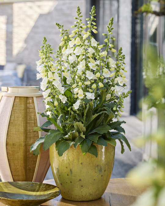 <i>Digitalis purpurea </i>
HanaBee F1 White
