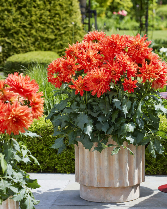 <i>Dahlia pinnata </i>
LaBella Dahlia Maggiore Fun Elmo