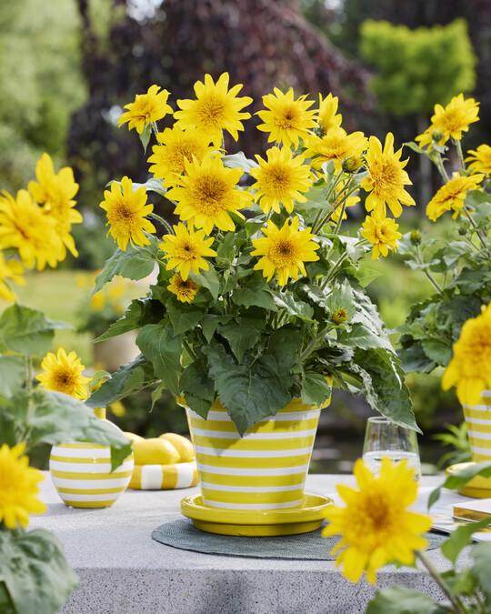 <i>Helianthus annuus </i>
Sunfinity Douvle Yellow
