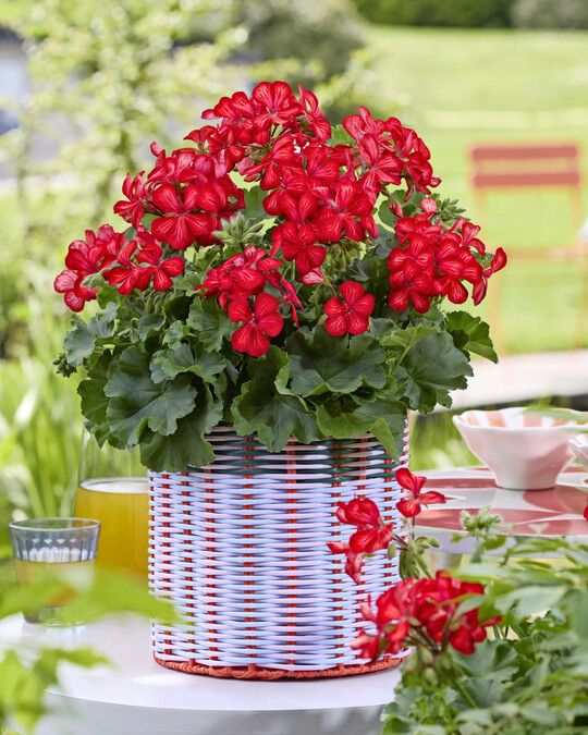 <i>Pelargonium </i>
Grand Idols Glory Days Red Orange Bicolor