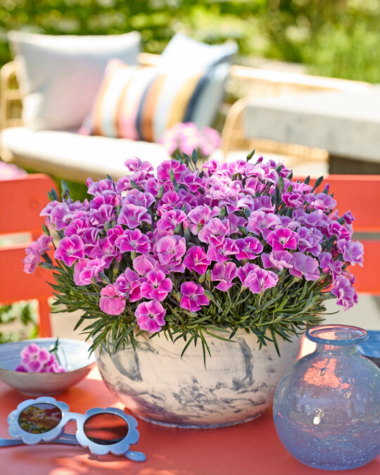 <i>Dianthus </i>
It-Girl 