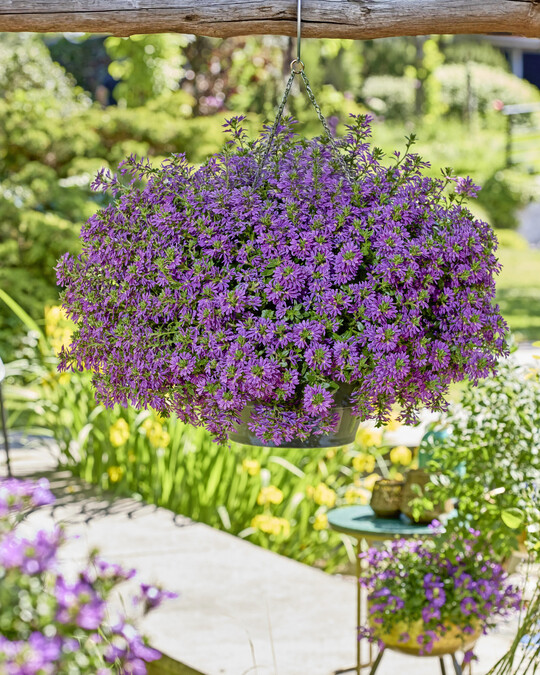<i>Scaevola </i>
Surdiva Super Purple 