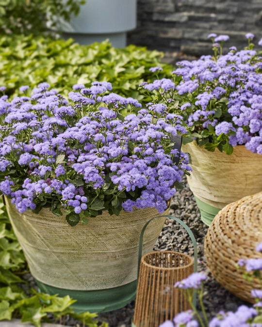<i>Ageratum houstonianum </i>
Monarch Magic