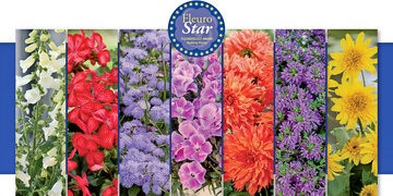 Beekenkamp Plants, Dmmen Orange, Florensis, Selecta one, Suntory Flowers Europe, Syngenta Flowers und Takii Europe haben Neuheiten fr den FleuroStar-Wettbewerb von Fleuroselect eingereicht.