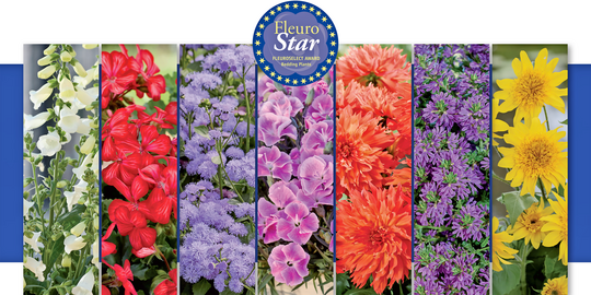 Beekenkamp Plants, Dmmen Orange, Florensis, Selecta one, Suntory Flowers Europe, Syngenta Flowers und Takii Europe haben Neuheiten fr den FleuroStar-Wettbewerb von Fleuroselect eingereicht.