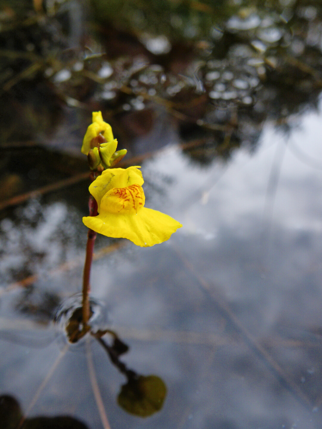 Blte des einheimischen Wasserschlauchs 
<i>Utricularia vulgaris</i>