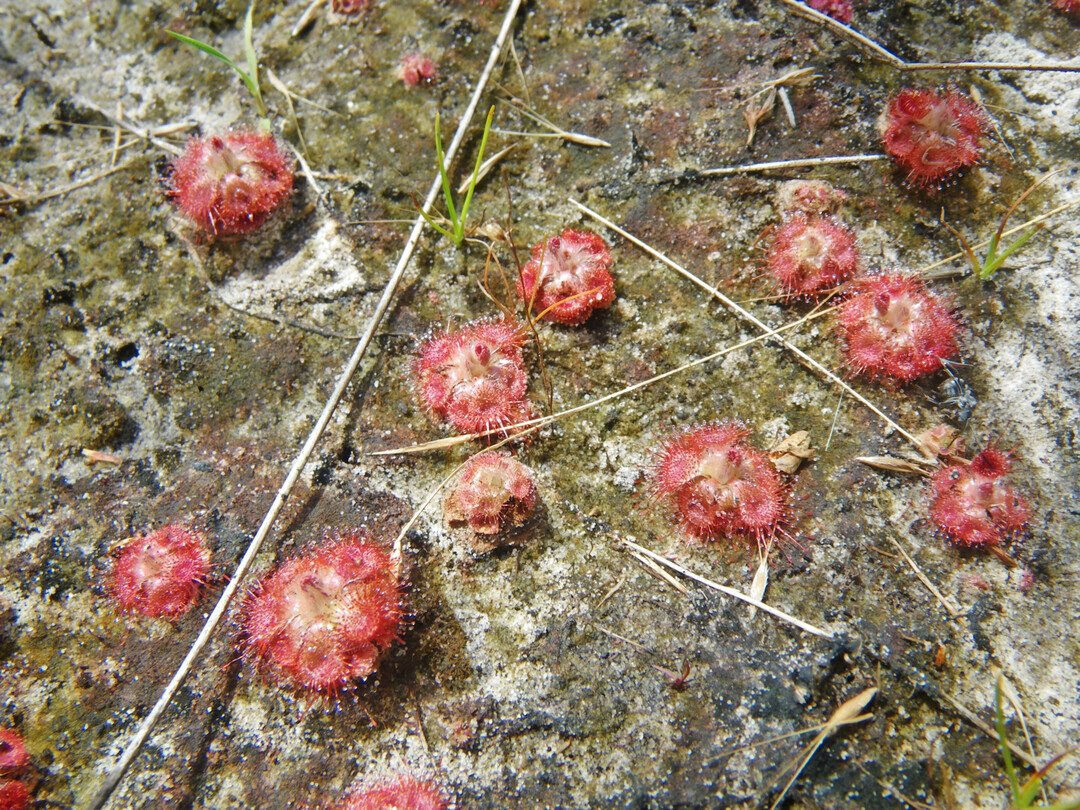 <i>Drosera burmannii</i>