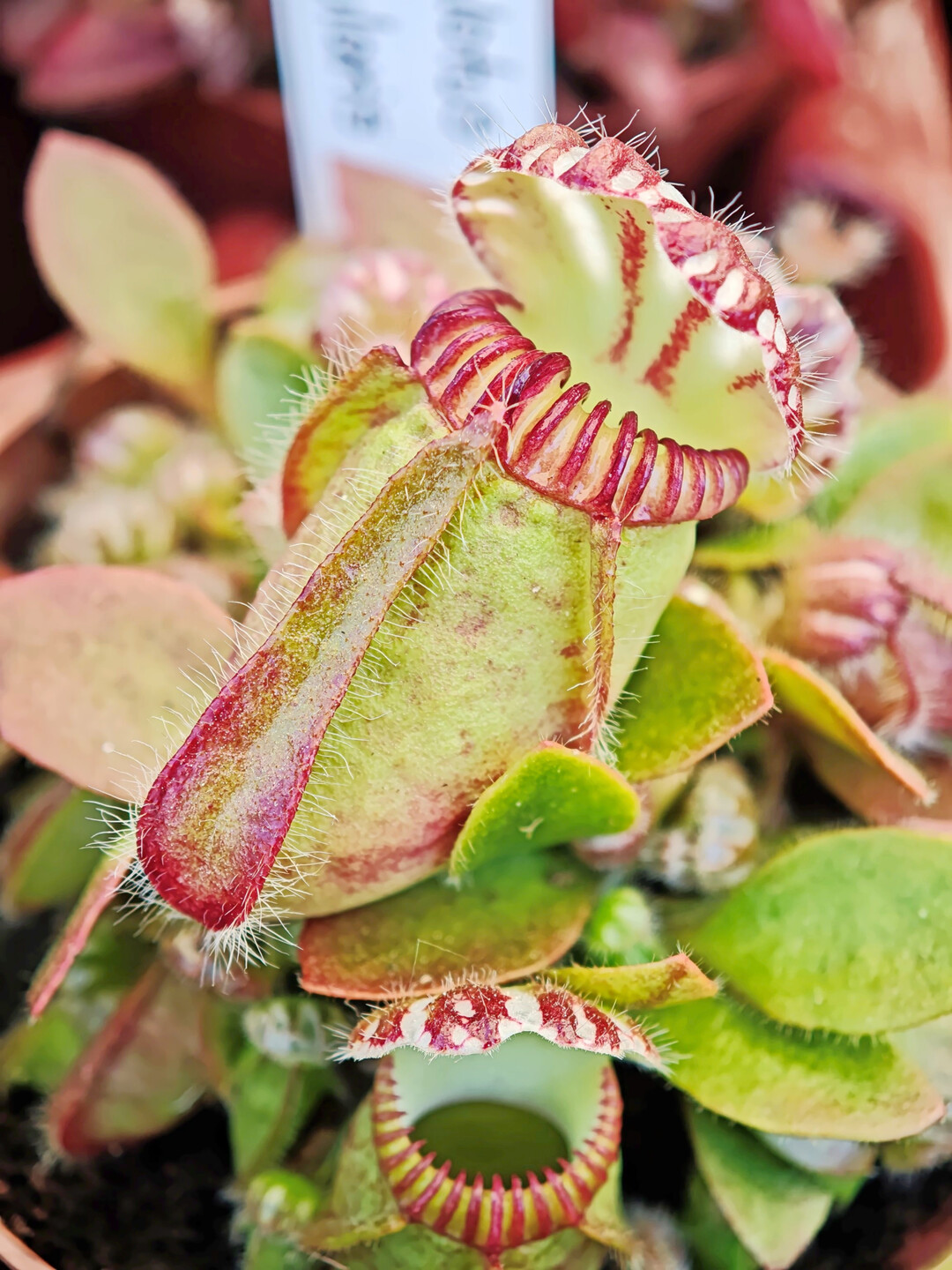 Falle von 
<i>Cephalotus</i>
 (Zwergkrug).