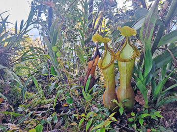 <i>Nepenthes edwardsiana </i>
im Habitatbild Borneo.