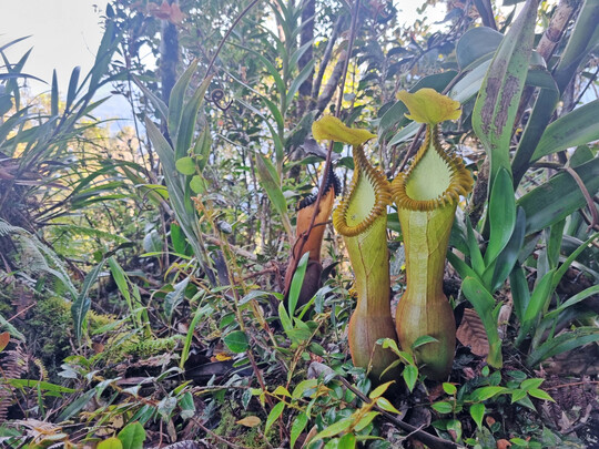 <i>Nepenthes edwardsiana </i>
im Habitatbild Borneo.