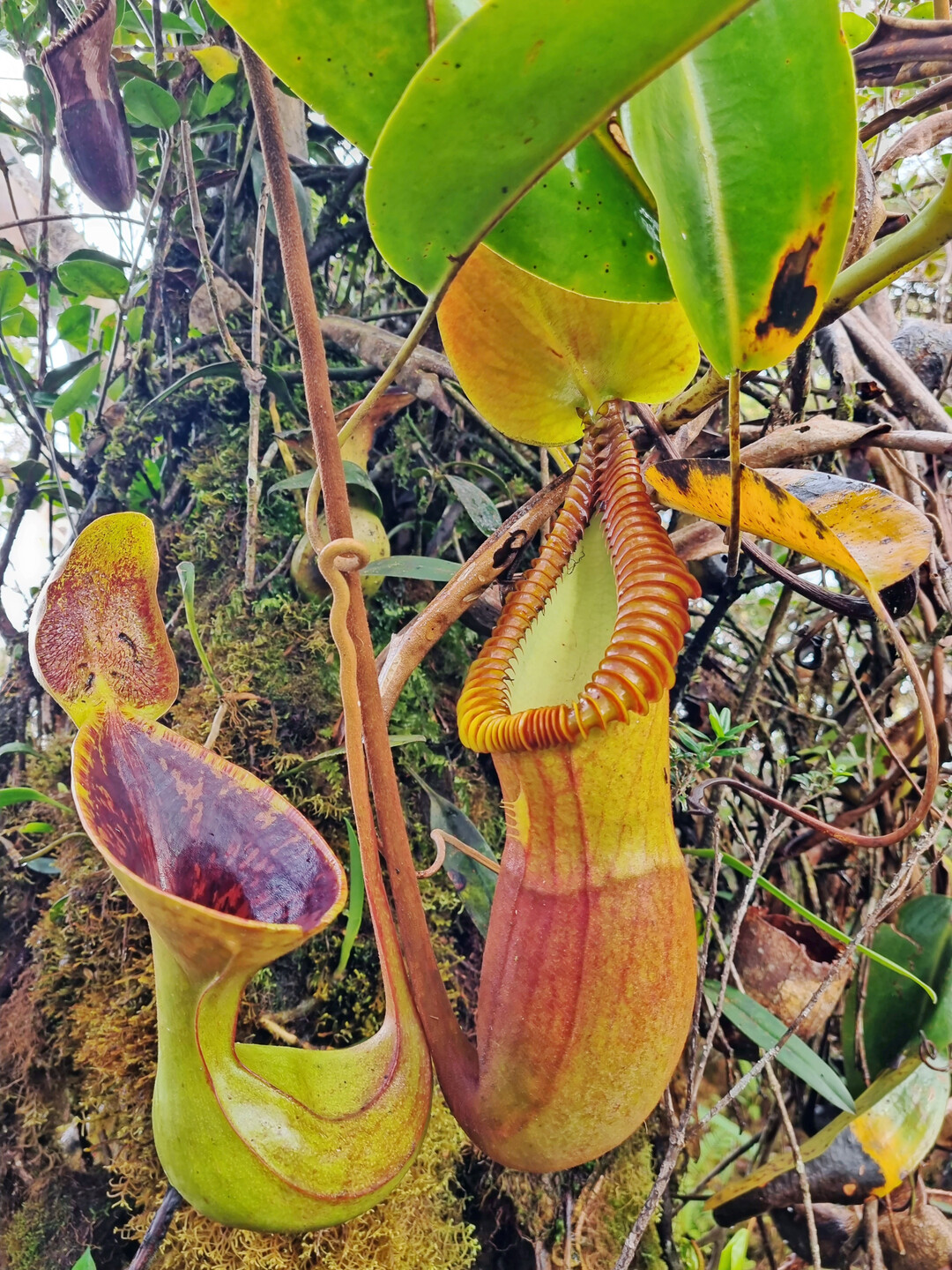 <i>Nepenthes lowii </i>
(links) und 
<i>Nepenthes macrophylla</i>
 im Habitat Mount Trus Madi/Borneo
