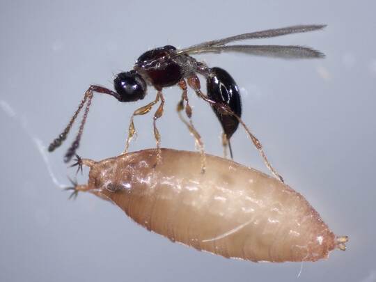 Schlupfwespe
<i>Trichopria drosophilae </i>
bei der Parasitierung einer Kirschessigfliegen-Puppe.