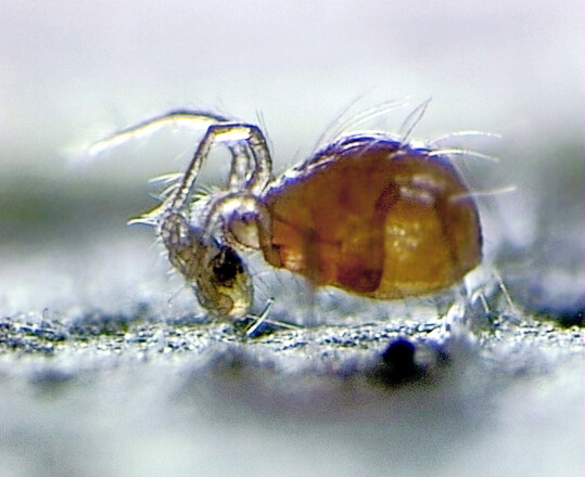 Raubmilbe 
<i>Phytoseiulus persimilis</i>
 beim Aussaugen einer Spinnmilbe.
