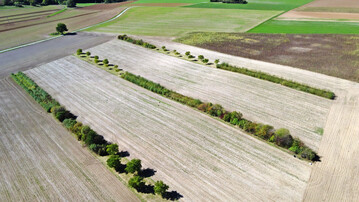 Agroforst, hier als Alleenkultur, kann die Ertrge von landwirtschaftlich genutzten Pflanzen stabilisieren  selbst bei schwankender Verfgbarkeit von Wasser.