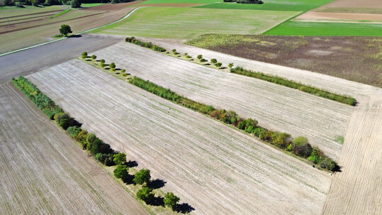 Agroforst, hier als Alleenkultur, kann die Ertrge von landwirtschaftlich genutzten Pflanzen stabilisieren  selbst bei schwankender Verfgbarkeit von Wasser.