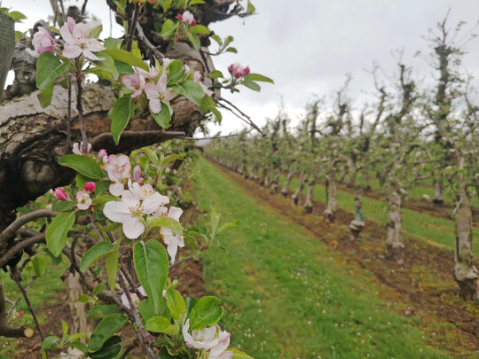 Damit weiter ausreichend qualitativ hochwertiges Obst in Deutschland produziert werde kann, mssen Herausforderungen wie beispielsweise der Klimawandel oder steigende Betriebskosten bewltigt werden.