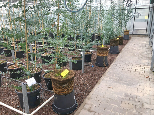 <i>Eucalyptus</i>
-Kultur in den Straelener Versuchsgewchshusern 2024.