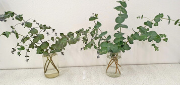 Abbildung 2: 
<i>Eucalyptus pulverulenta</i>
 in Kalenderwoche 27 im Haltbarkeitstest 7 Tage nach der Ernte und dem Einstellen links in Wasser (ein welkender Stiel wurde bereits entnommen), rechts mit Blumenfrischhaltemittel.