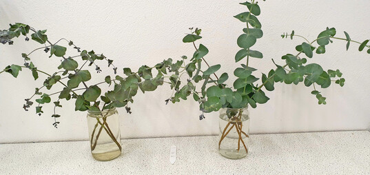 Abbildung 2: 
<i>Eucalyptus pulverulenta</i>
 in Kalenderwoche 27 im Haltbarkeitstest 7 Tage nach der Ernte und dem Einstellen links in Wasser (ein welkender Stiel wurde bereits entnommen), rechts mit Blumenfrischhaltemittel.