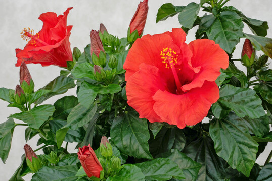 <i>Hibiscus </i>
Sunny Cities 