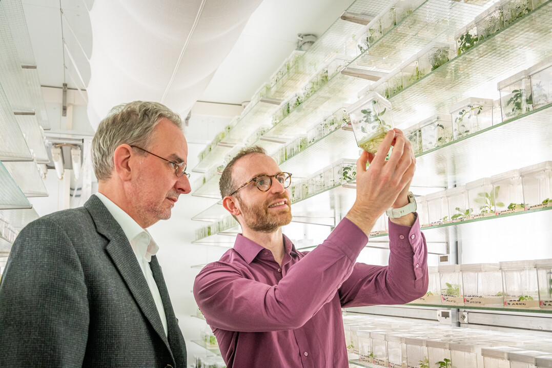 Das Team um Institutsleiter Prof. Ralph Bock (links) und Projektleiter Dr. Daniel Dunkelmann (rechts) wird in Krze Nutzpflanzen der nchsten Generation mit optimierten Chloroplastengenomen entwickeln.