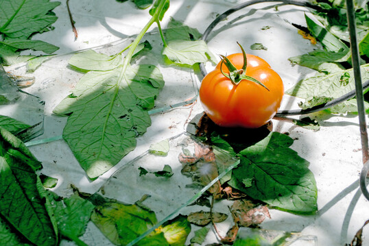 Nach dem Hagel: Glasscherben liegen zwischen den Tomaten im Gewchshaus.